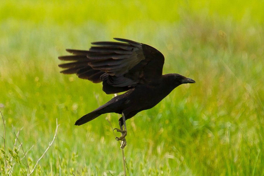 corvidi corvidi