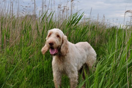 Spinone italiano Spinone italiano