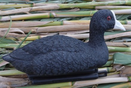 Stampo di folaga Stampo di folaga