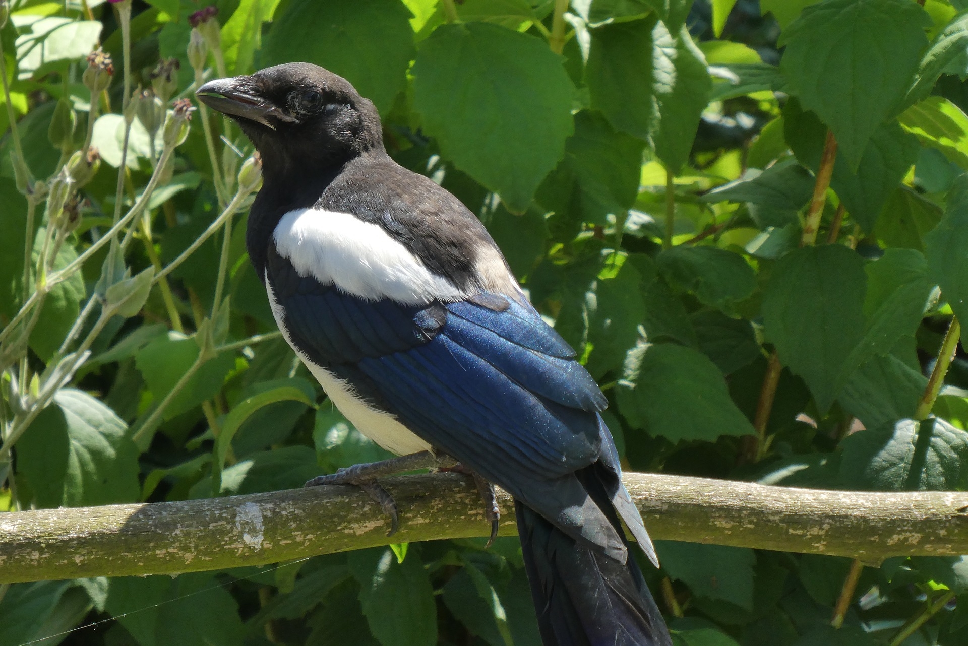 specie-animali-cacciabili: La Gazza: Caccia, gestione, fucili,cosigli utili