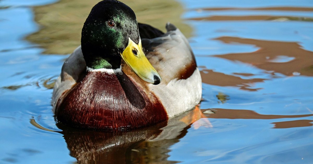 Esche Per Anatre A Batteria - Ali Rotanti, Realistiche, Per Caccia, Germano Reale - Foto 4