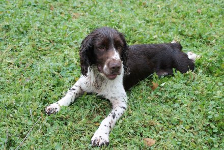 Springer spaniel inglese