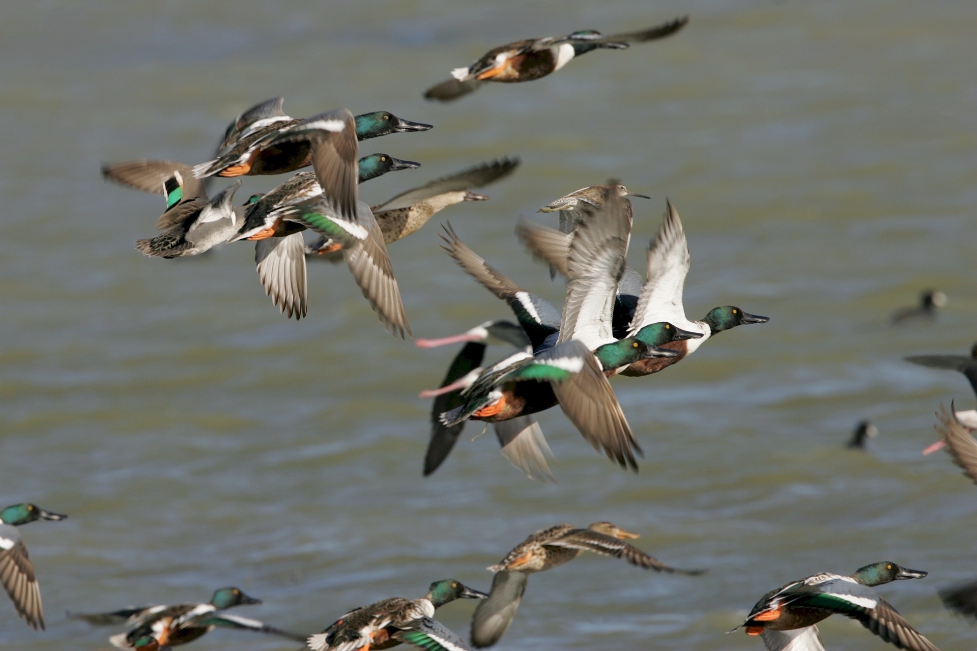 specie-animali-cacciabili: Il Mestolone: Caccia, migrazione, munizioni, consigli utili specie-animali-cacciabili: Il Mestolone: Caccia, migrazione, munizioni, consigli utili