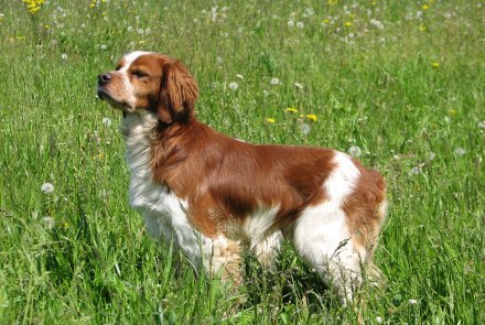 Epanuel Breton Epanuel Breton