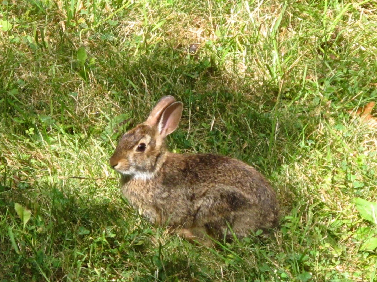 La Minilepre: caccia, fucili, consigli utili La Minilepre: caccia, fucili, consigli utili