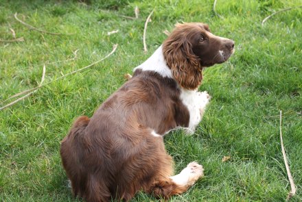 Springer Spaniel Springer Spaniel
