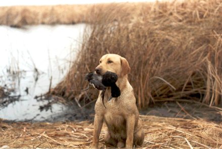 Labrador retriever Labrador retriever