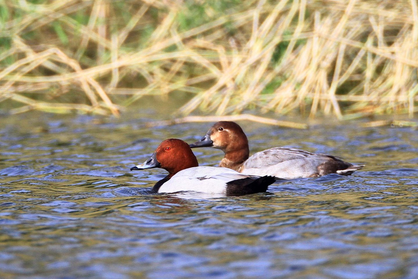 Il Moriglione: Caccia, migrazione, fucili, consigli utili