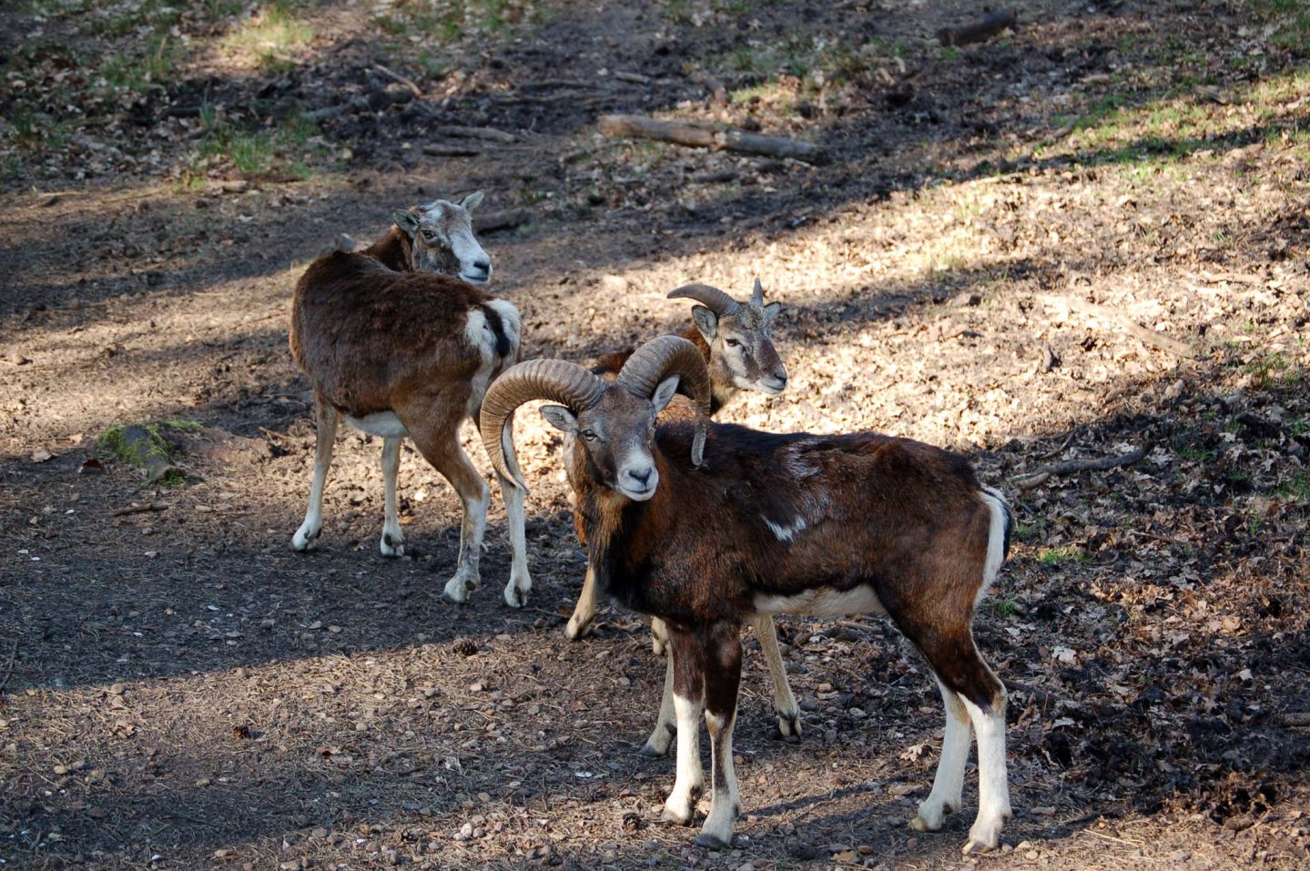 Il Muflone: Caccia, gestione, fucili, consigli utili Il Muflone: Caccia, gestione, fucili, consigli utili
