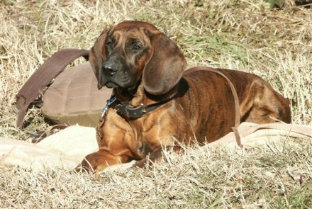 Segugi di Hannover Segugi di Hannover