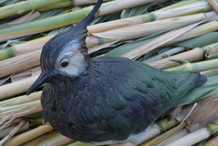 Stampo di pavoncella