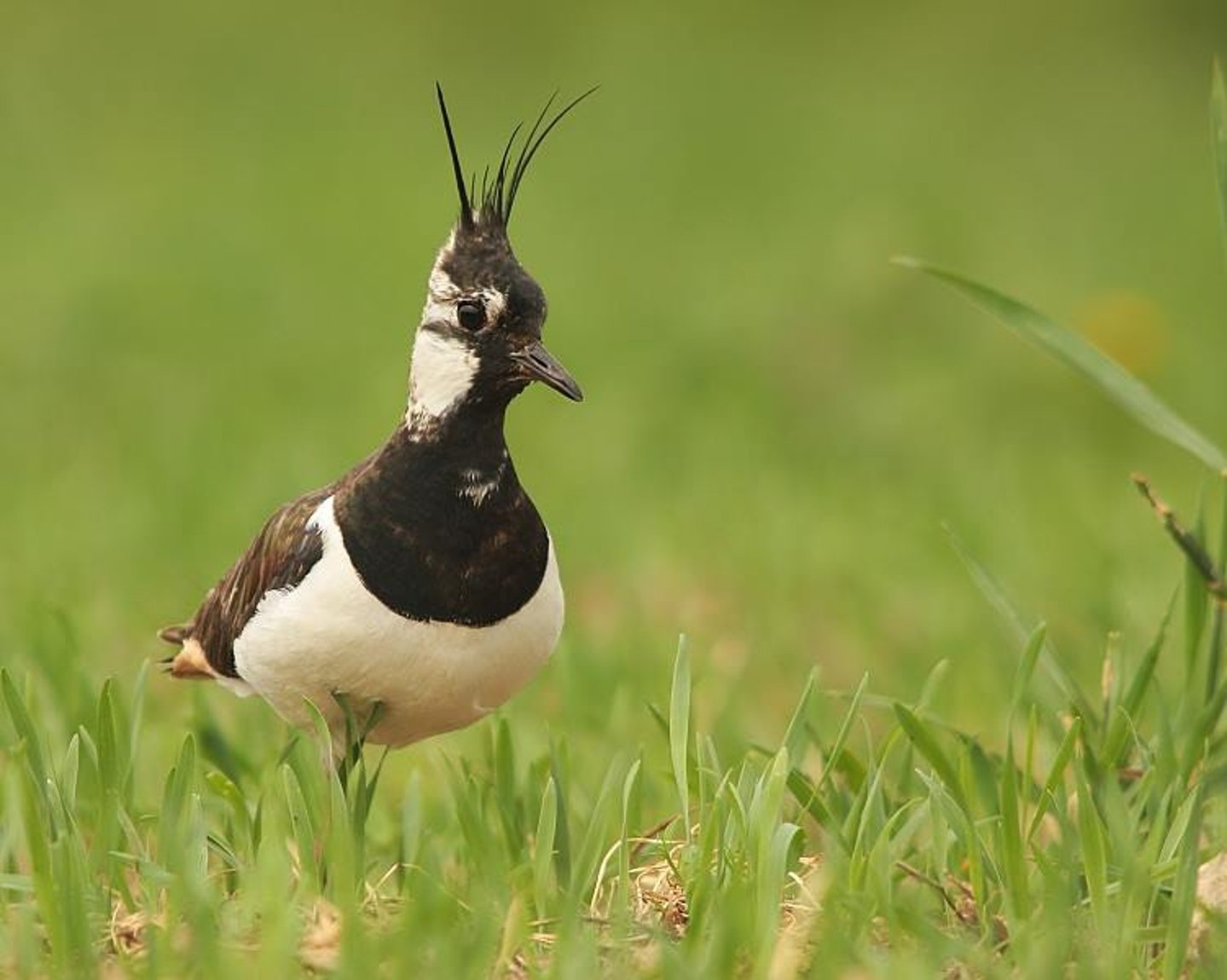 La Pavoncella: Caccia, migrazione, fucili, consigli utili