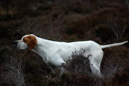 Pointer Pointer