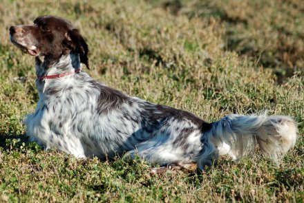 Setter Inglese Setter Inglese