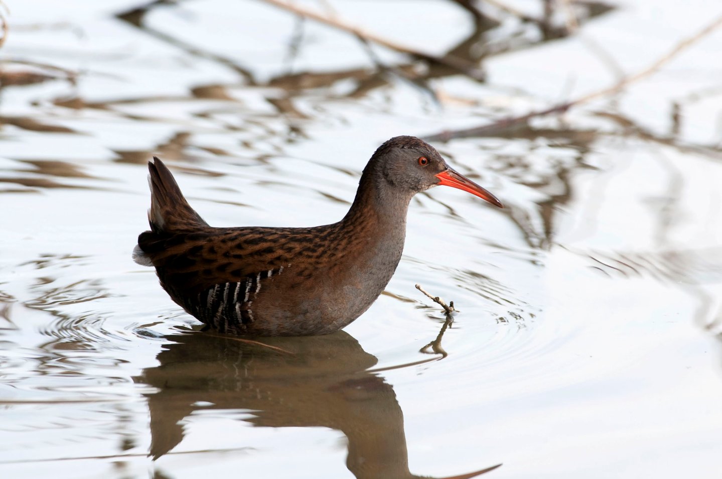 Il Porciglione, caccia, cani, accessori,consigli utili Il Porciglione, caccia, cani, accessori,consigli utili