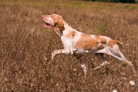 Bracco Italiano Bracco Italiano