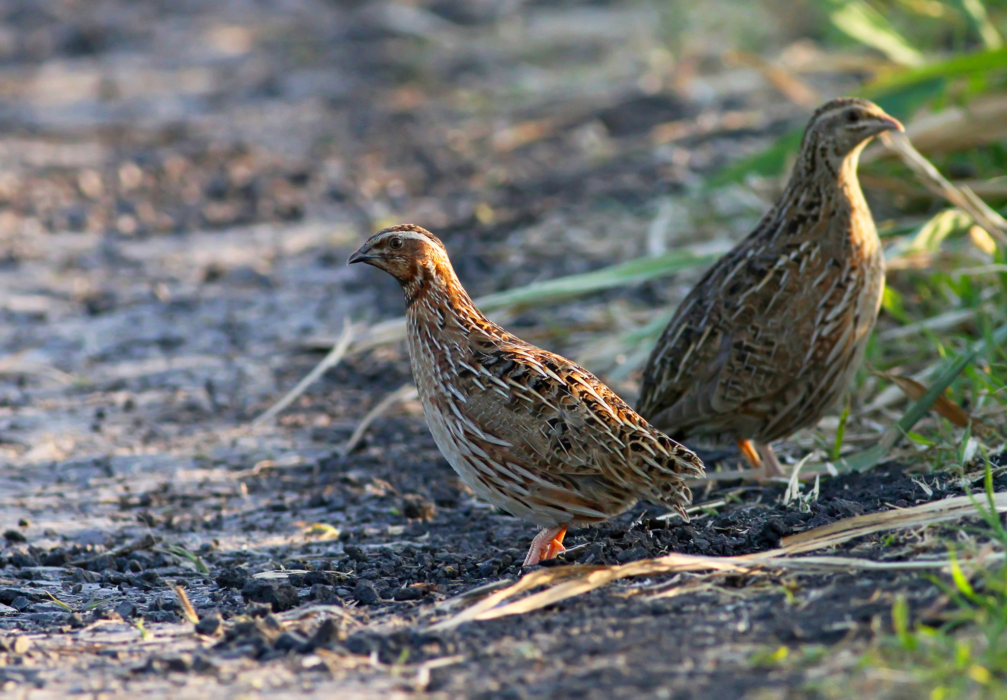 specie-animali-cacciabili: La Quaglia: Caccia, migrazione, consigli pratici
