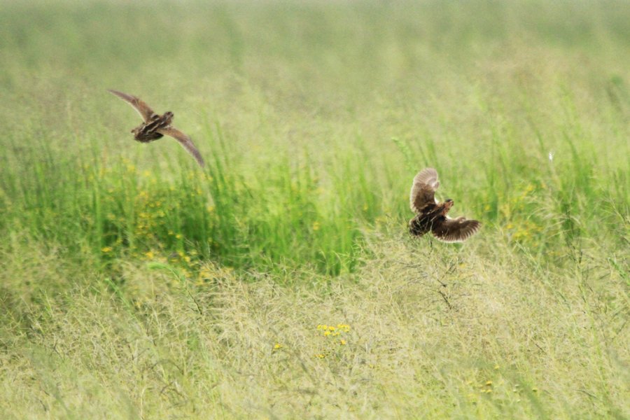 Quaglie in volo Quaglie in volo