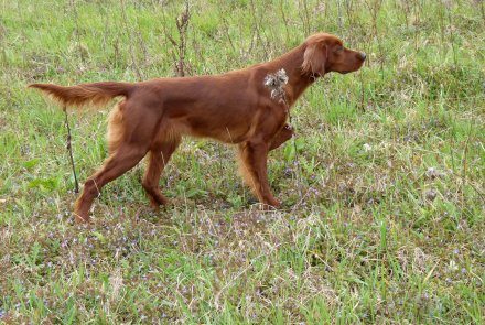 Setter Irlandese Setter Irlandese