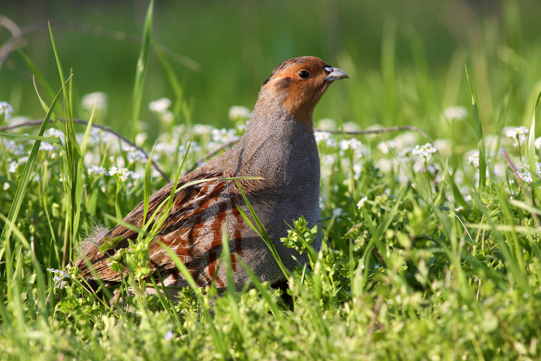 specie-animali-cacciabili: La Starna: Caccia, cani, fucili, consigli pratici