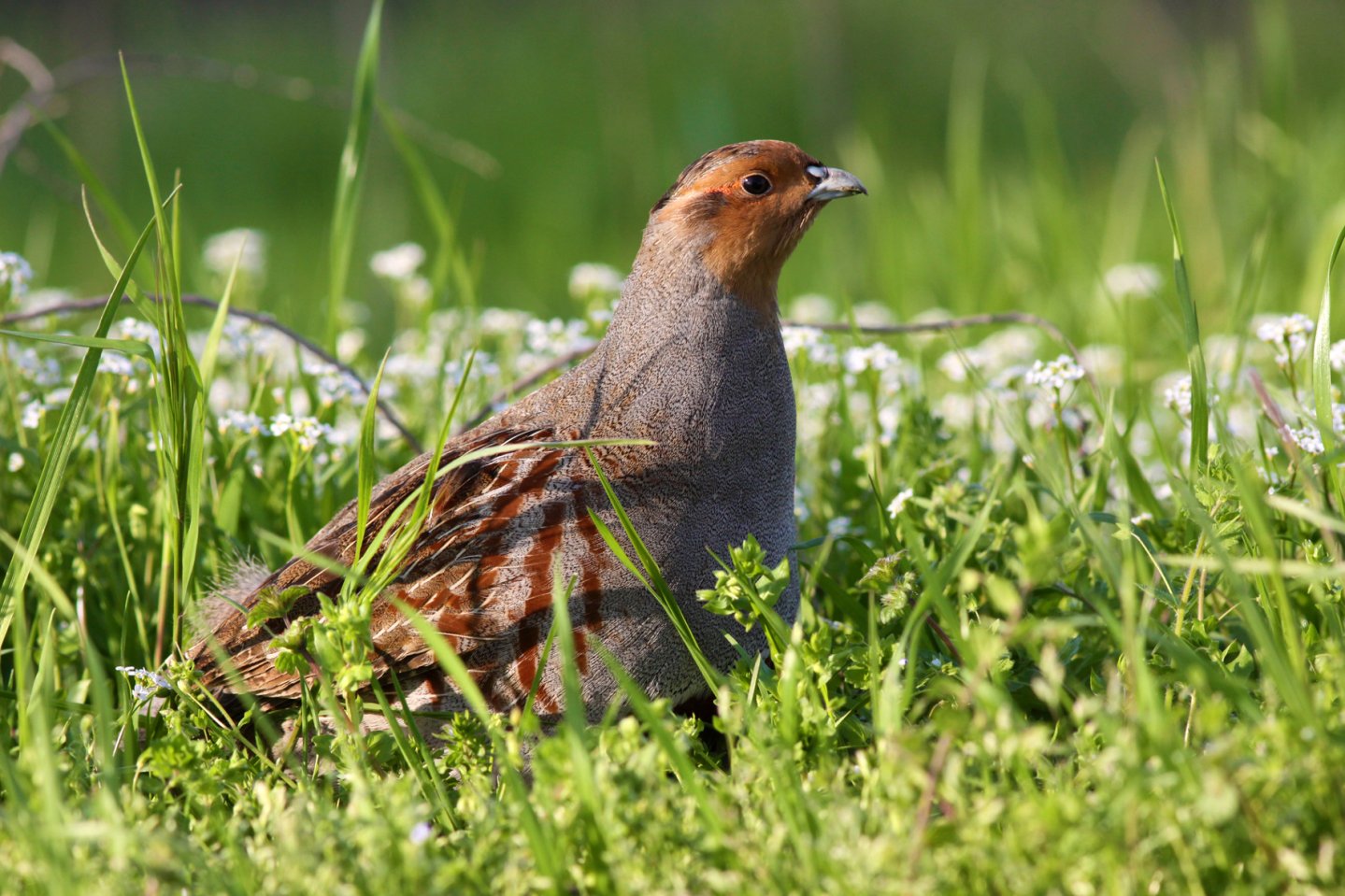 La Starna: Caccia, cani, fucili, consigli pratici La Starna: Caccia, cani, fucili, consigli pratici
