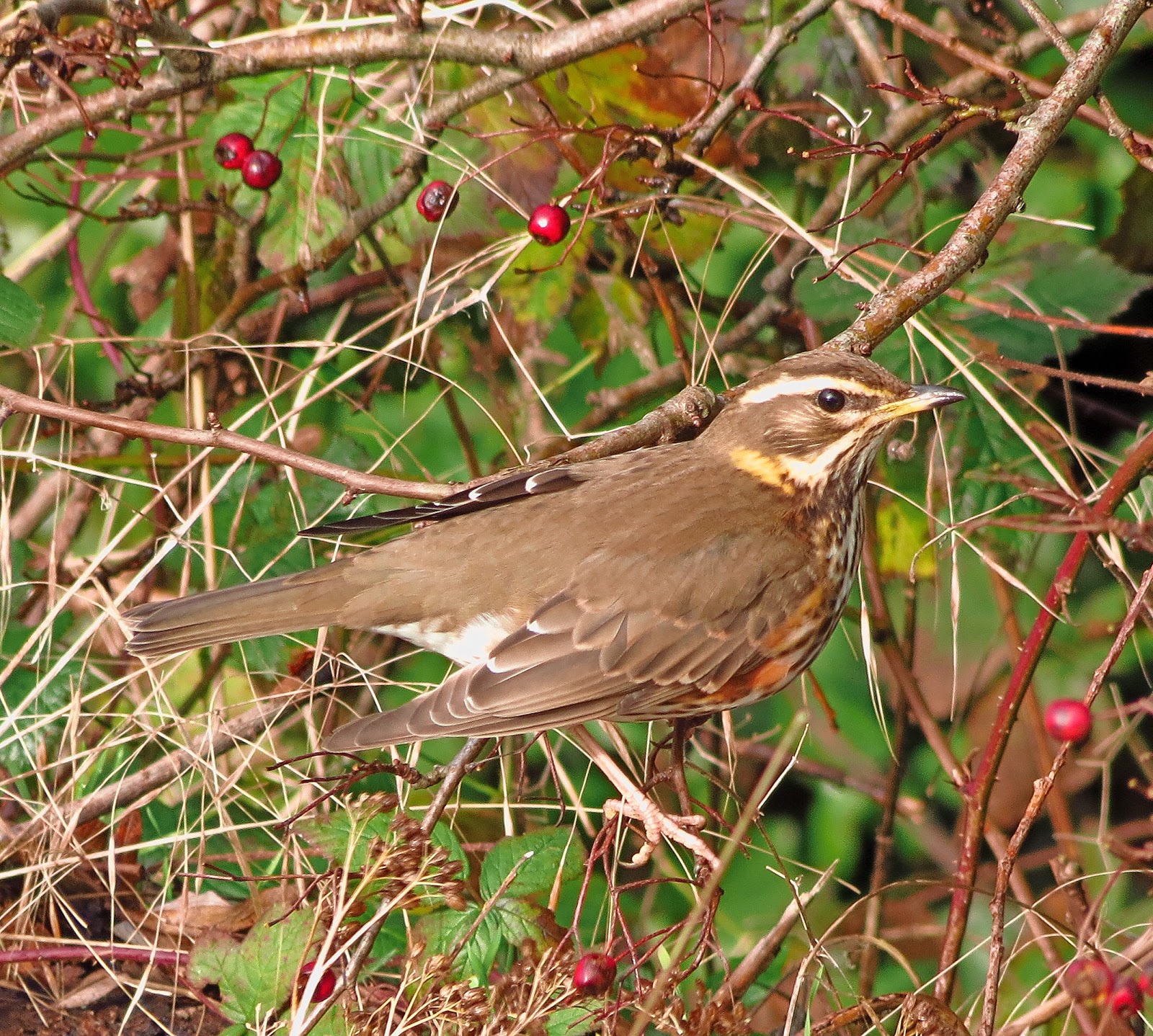 specie-animali-cacciabili: Il Tordo sassello: Caccia, migrazione, consigli pratici