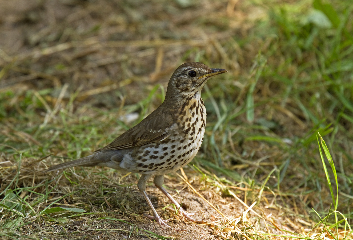 specie-animali-cacciabili: Il Tordo: Caccia, cani, fucili, consigli utili