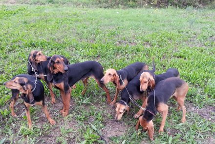 Segugi Italiani Segugi Italiani