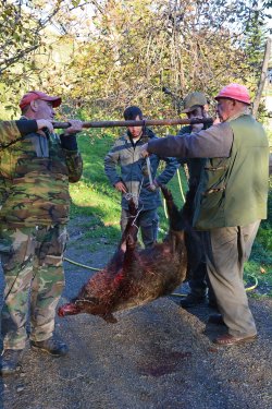A caccia di cinghiali. Quanto pesa realmente il cinghiale abbattuto? A caccia di cinghiali. Quanto pesa realmente il cinghiale abbattuto?