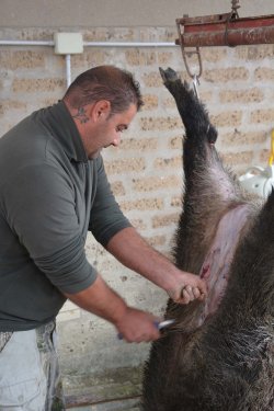 A caccia di cinghiali. Quanto pesa realmente il cinghiale abbattuto? A caccia di cinghiali. Quanto pesa realmente il cinghiale abbattuto?