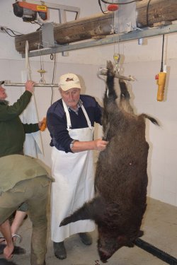 A caccia di cinghiali. Quanto pesa realmente il cinghiale abbattuto? A caccia di cinghiali. Quanto pesa realmente il cinghiale abbattuto?