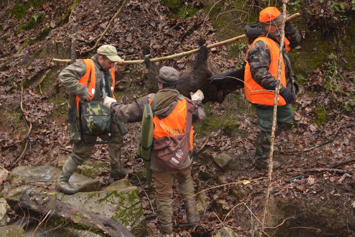 A caccia di cinghiali. Quanto pesa realmente il cinghiale abbattuto?