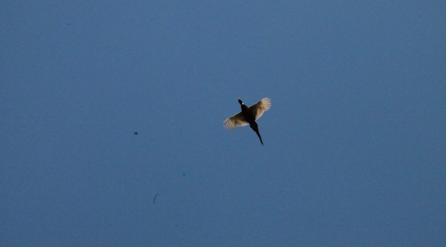 G&G Hunting Services