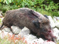 A caccia di cinghiali. Il tiro in battuta: controllo e precisione Cinghiale