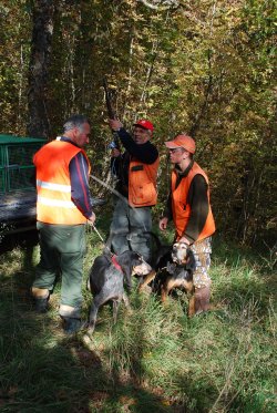 A caccia di cinghiali. Il tiro in battuta: controllo e precisione A caccia di cinghiali. Il tiro in battuta: controllo e precisione