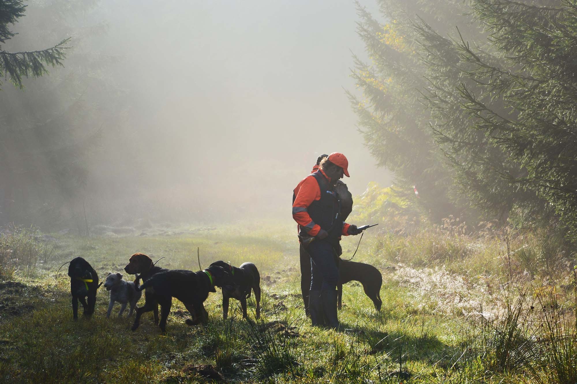 caccia-al-cinghiale: A caccia di cinghiali: l’insoglio, il regolatore termico naturale dei cinghiali