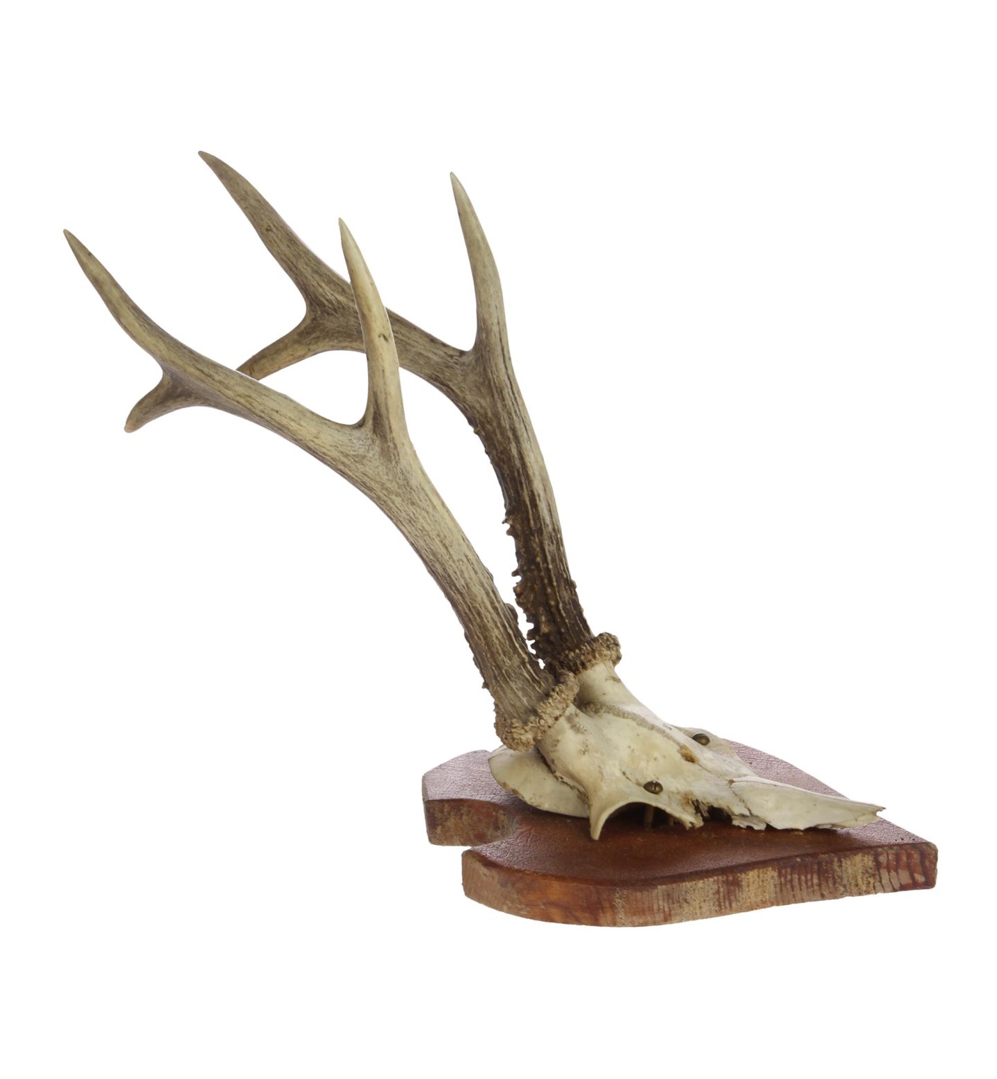 Caccia agli ungulati Trofei caccia agli ungulati