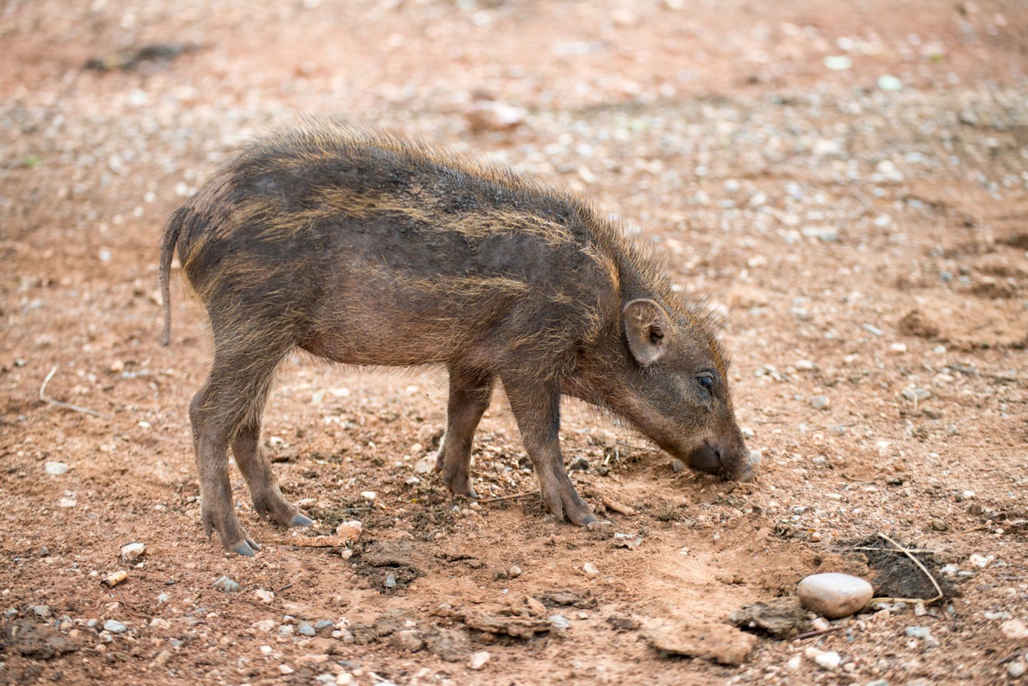 Abruzzo caccia a cinghiale tutto l'anno piccolo-di-cinghiale-su-sterrato