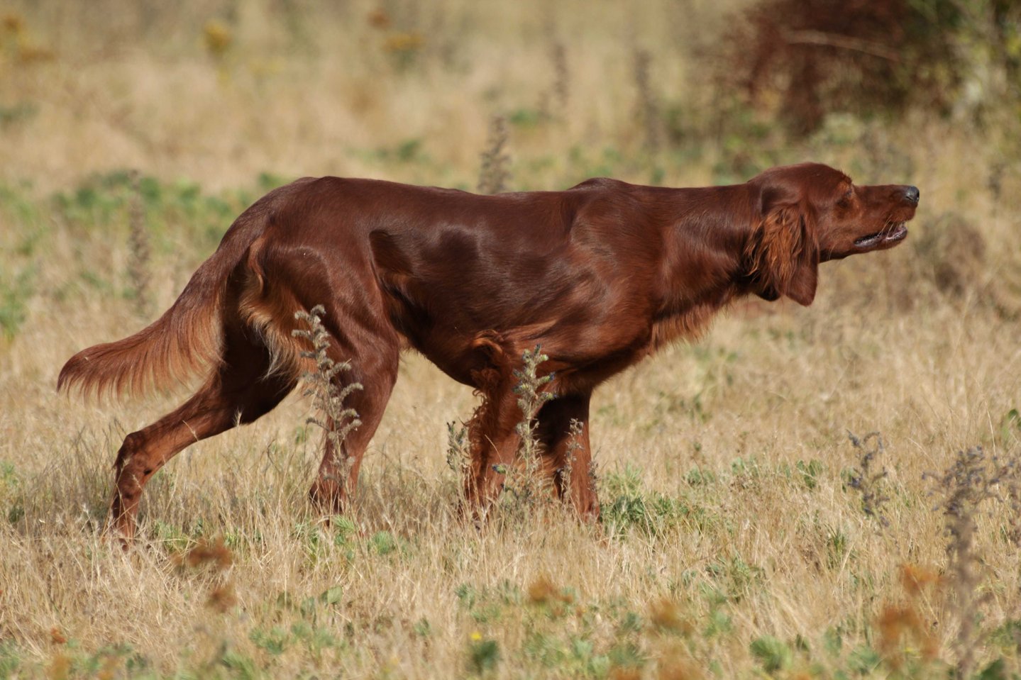 Accordo Enci-Ispra siglato a Milano Setter irlandese