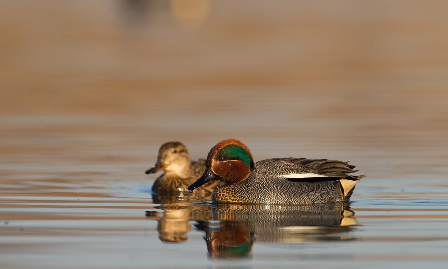 Caccia migratoria: proibiti i richiami vivi fino a novembre Anatre