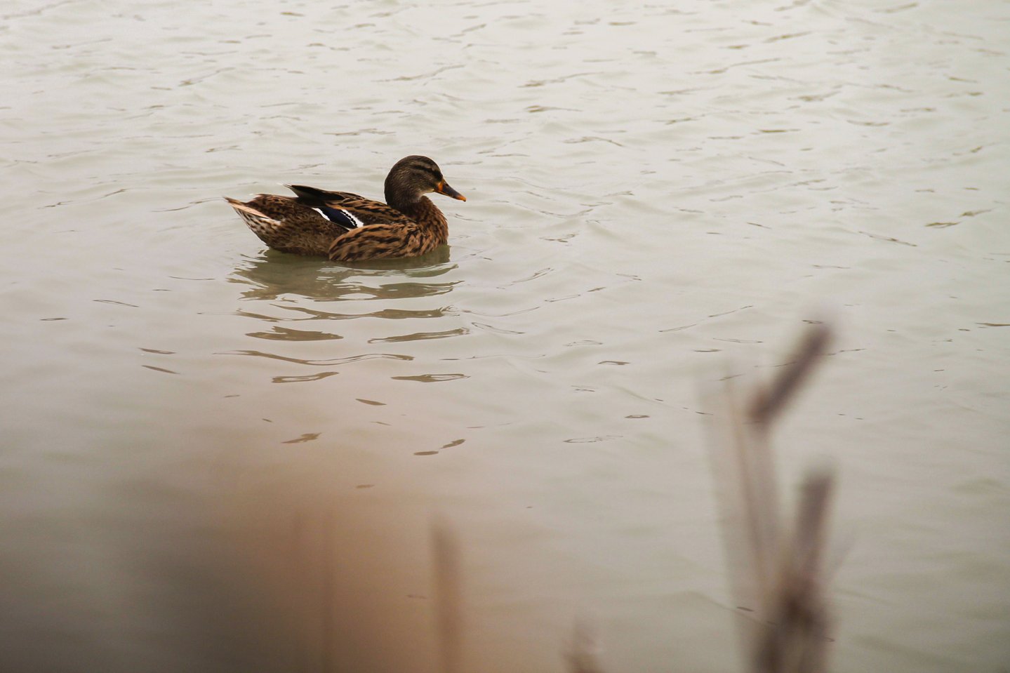 Caccia agli acquatici: dal Ministero della Salute novità sui richiami vivi Anatra
