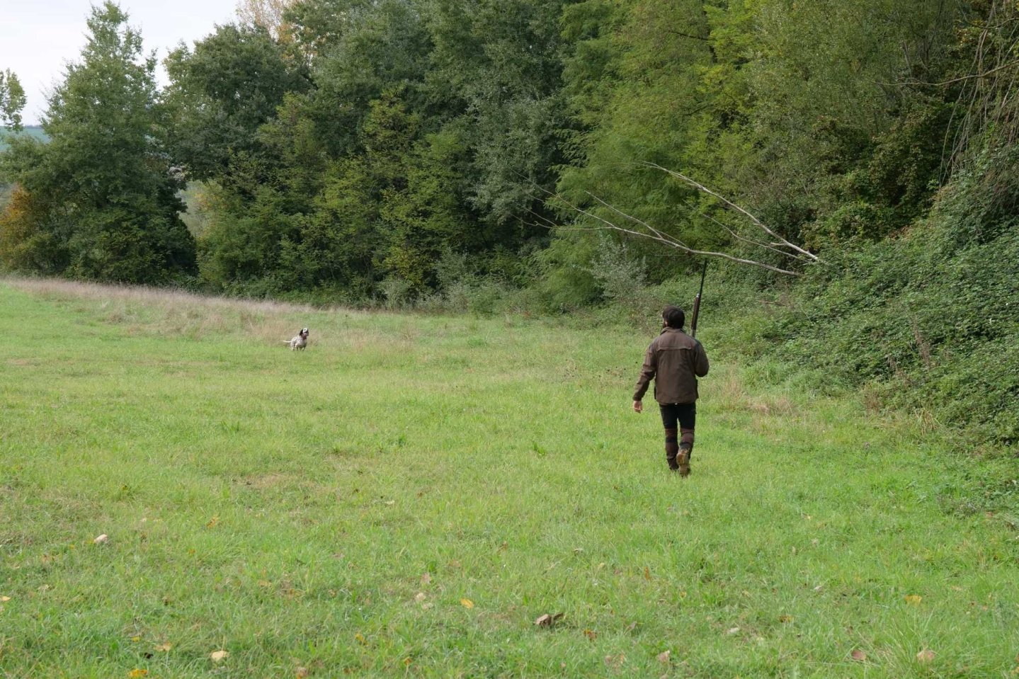 Addestramento cani con richiami acustici: una nuova sentenza della Cassazione   Cacciatore con cane