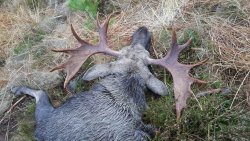 Trofeo maschio di L2G