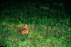 Beccaccia e lombrichi rossi