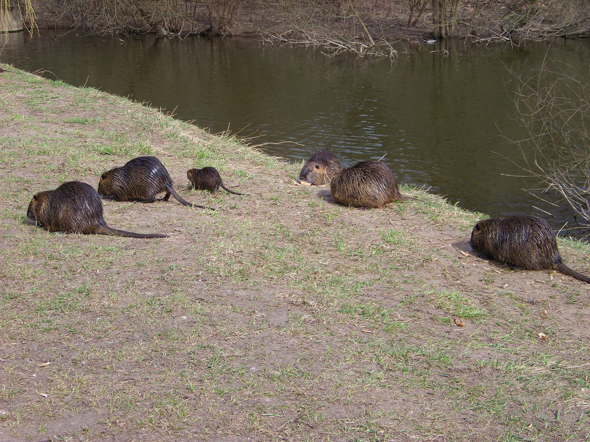 ambiente: Ambiente e gestione: convegno sulla nutria a Cremona