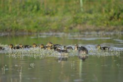 Caccia alle anatre: apertura in palude Anatre in acqua