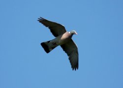 Caccia ai colombacci: apertura al campo Colombaccio in volo