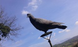 Caccia ai colombacci: apertura al campo Colombaccio