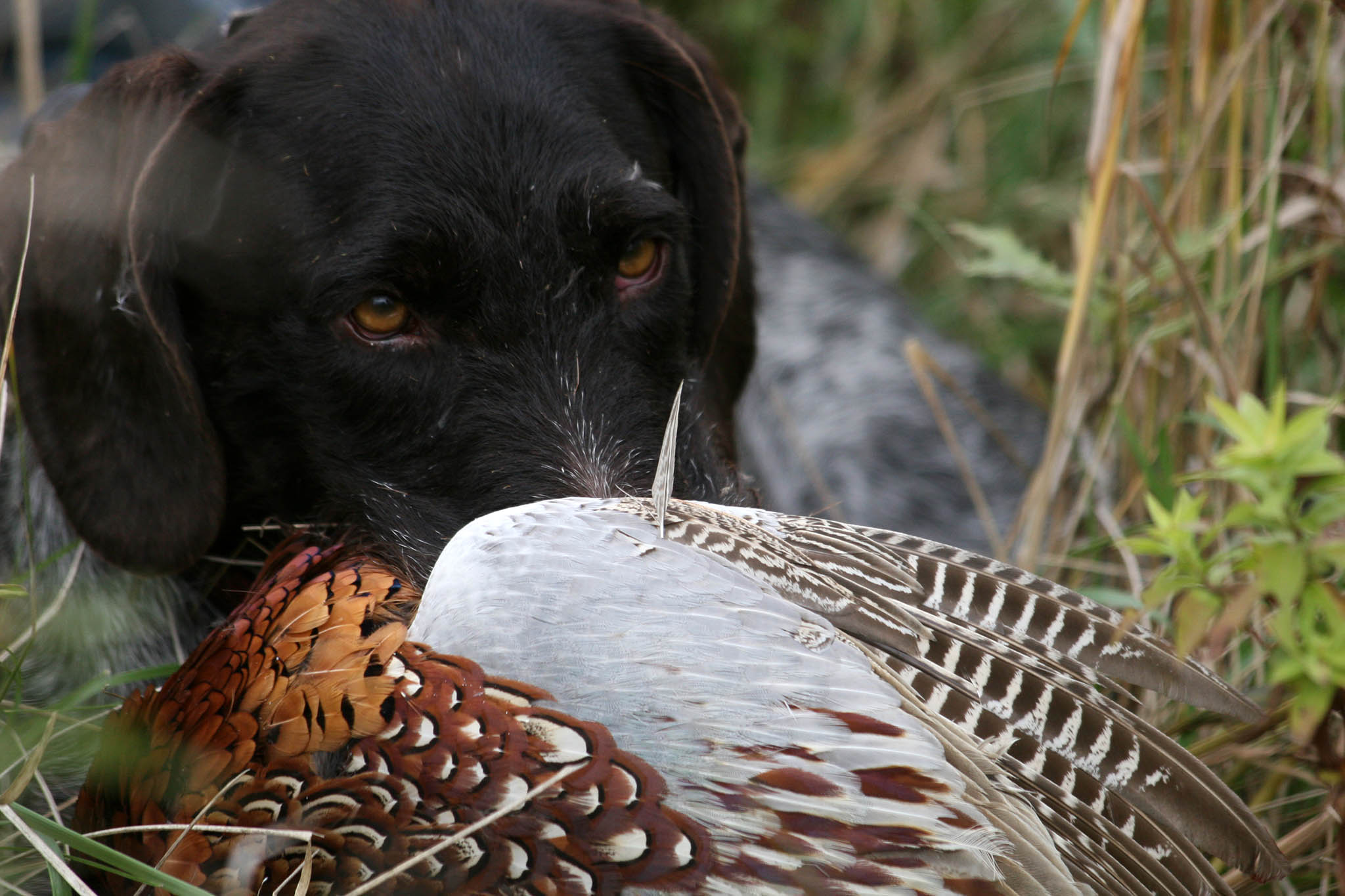 caccia-a-canna-liscia: Caccia al fagiano: apertura della stagione caccia-a-canna-liscia: Caccia al fagiano: apertura della stagione