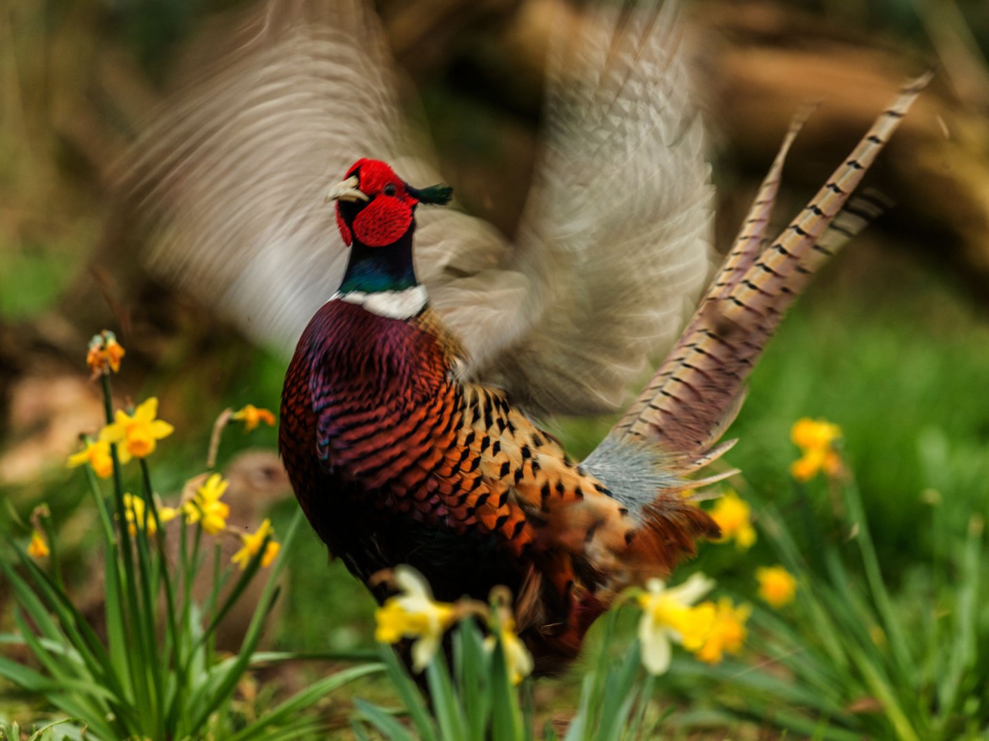 Approvata la legge sul riordino degli Atc toscani Un fagiano frulla le ali
